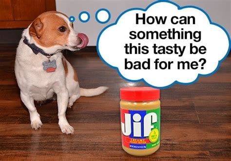 Can Dogs Have Peanut Butter with Honey? And Why Do They Chase Their Tails?