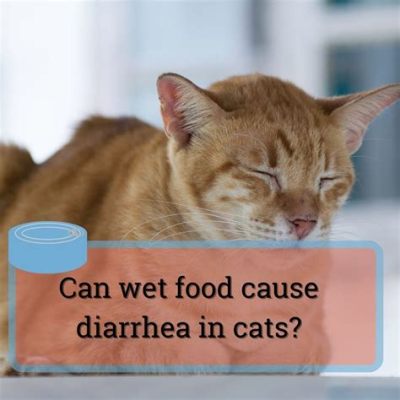 Can Too Much Wet Food Cause Diarrhea in Cats? And Why Do Cats Dream of Electric Mice?