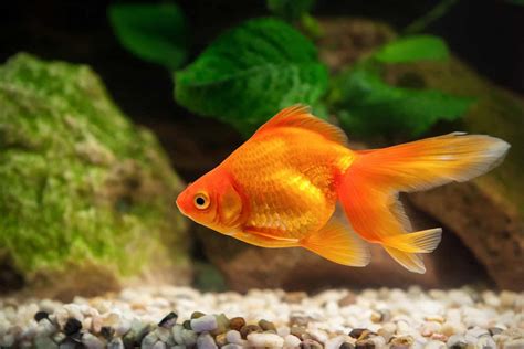 Can Tropical Fish Eat Goldfish Food? And Why Do Goldfish Dream of Electric Algae?