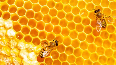 Can You Eat Honey If You Are Allergic to Bees? And Why Do Bees Dream of Electric Flowers?