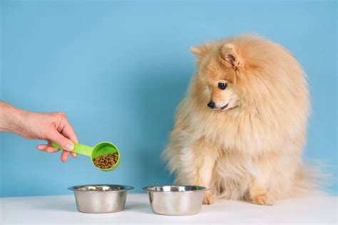 Can You Feed an Adult Dog Puppy Food? And Why Would You Even Consider It?