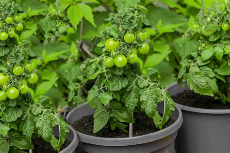 Do You Need Two Tomato Plants to Produce Fruit? And Why Do Tomatoes Dream of Electric Bees?