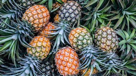 Do You Tip When You Pick Up Food? And Why Do Pineapples Hate Mondays?