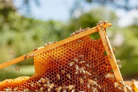 How Long Does It Take for a Honey Pack to Work: And Why Do Bees Never Get Stuck in Traffic?