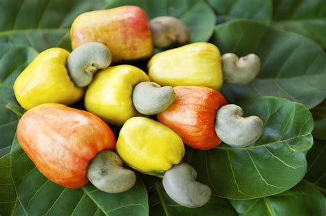 Is Cashew Fruit Edible? Exploring the Curious Case of the Cashew Apple