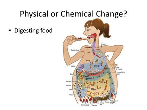 Is Digesting Food a Chemical Change or Physical? Exploring the Alchemy of Metabolism