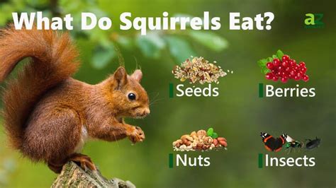 What is a squirrel's favorite food, and why do they always seem to be in a hurry?