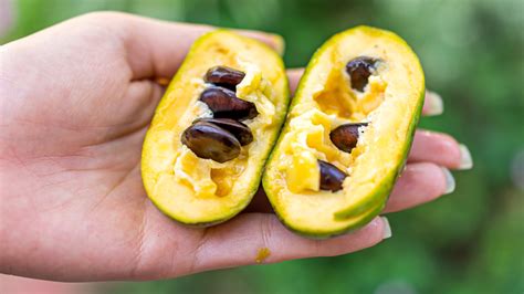 When Do Pawpaws Fruit: A Journey Through Time and Taste