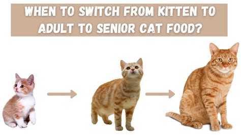 When to Switch Kittens to Adult Food: A Journey Through Time and Taste Buds