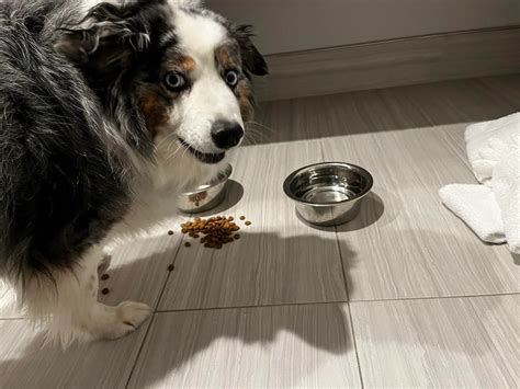 Why Does My Dog Carry Her Food to the Carpet? And Why Does She Pretend It’s a Secret Mission?